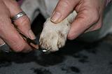 GRIFFES - JACK RUSSEL 060